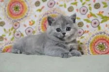 ブリティッシュショートヘア【滋賀県・女の子・2021年4月26日・ブルートーティー】の写真2「6/7撮影」