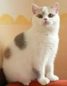 ブリティッシュショートヘア【滋賀県・女の子・2019年5月31日・】の写真4「母猫」