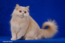 ブリティッシュロングヘア【・女の子・2022年1月20日・フォーントーティー】「2023/3/5撮影」