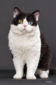 セルカークレックス【・男の子・2023年6月3日・ブラック&ホワイト】