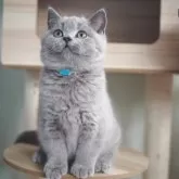 ブリティッシュショートヘア【滋賀県・男の子・2025年8月9日・ブルー】の写真5