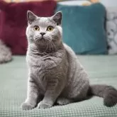 ブリティッシュショートヘア【滋賀県・女の子・2025年4月19日・ブルー】の写真2