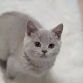 ブリティッシュショートヘア【滋賀県・男の子・2025年8月13日・ライラック】の写真5