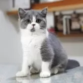 セルカークレックス【滋賀県・女の子・2025年8月5日・ブルー&ホワイト】の写真2