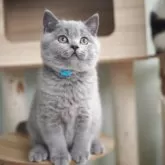 ブリティッシュショートヘア【滋賀県・男の子・2025年8月9日・ブルー】の写真7