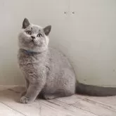 ブリティッシュショートヘア【滋賀県・男の子・2025年8月9日・ブルー】の写真3