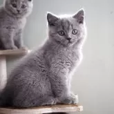 ブリティッシュショートヘア【滋賀県・男の子・2025年8月9日・ブルー】の写真6