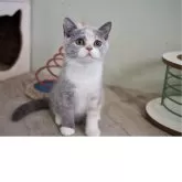 セルカークレックス【滋賀県・女の子・2025年7月7日・ブルートーティー&ホワイト】の写真5