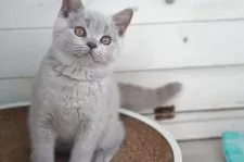 ブリティッシュショートヘア【滋賀県・男の子・2025年8月13日・ライラック】の写真12