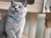 ブリティッシュショートヘア【滋賀県・男の子・2025年8月9日・ブルー】の写真6