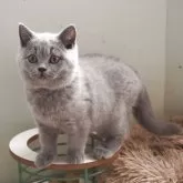 ブリティッシュショートヘア【滋賀県・男の子・2025年8月9日・ブルー】の写真4