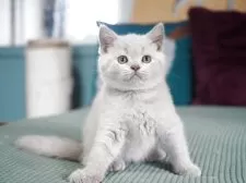 ブリティッシュショートヘア【滋賀県・男の子・2025年8月13日・ライラック】の写真15