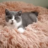 セルカークレックス【滋賀県・女の子・2025年8月5日・ブルー&ホワイト】の写真14