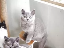 ブリティッシュショートヘア【滋賀県・男の子・2025年8月9日・ブルー】の写真14