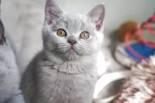 ブリティッシュショートヘア【滋賀県・男の子・2025年8月13日・ライラック】の写真13