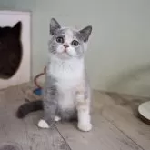 セルカークレックス【滋賀県・女の子・2025年7月7日・ブルートーティー&ホワイト】の写真4