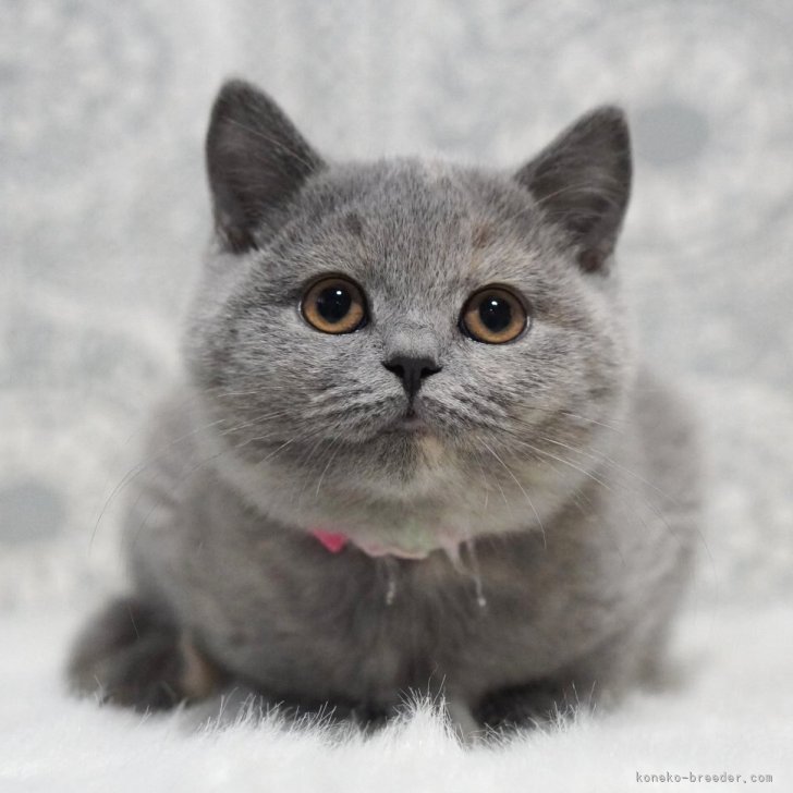 ブリーダー画像