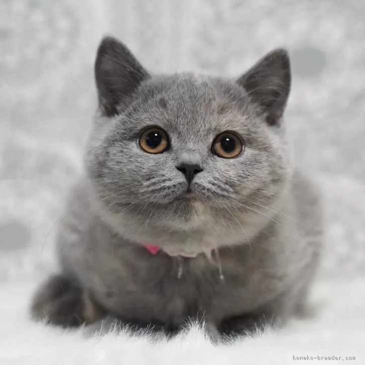 ブリティッシュショートヘア【滋賀県・女の子・2025年8月9日・ブルートーティー】の写真1