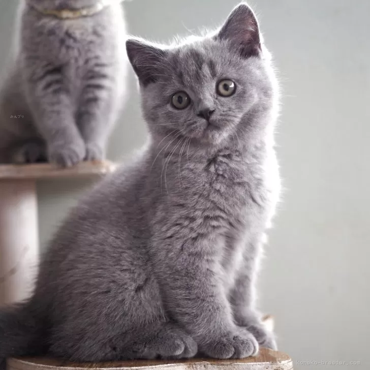 ブリティッシュショートヘア【滋賀県・男の子・2025年8月9日・ブルー】の写真1