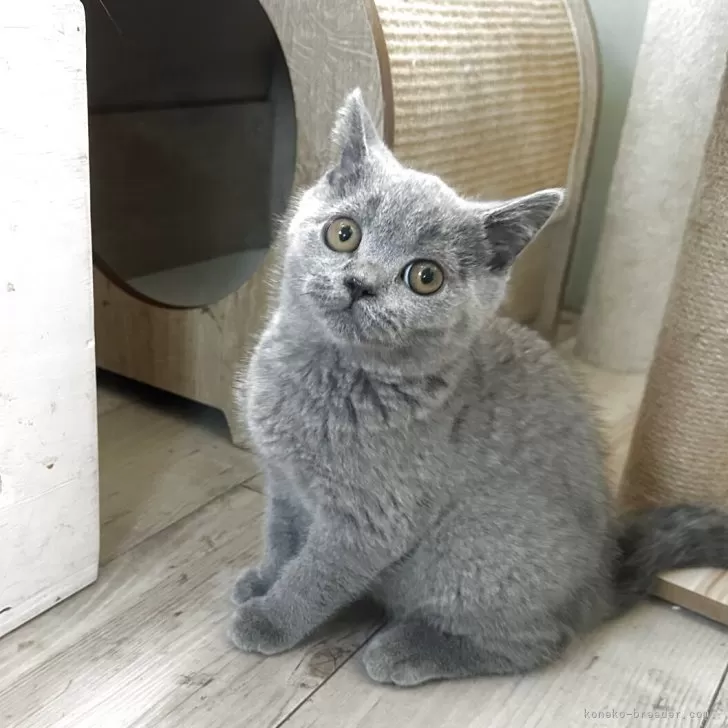 ID：2508-00571の子猫