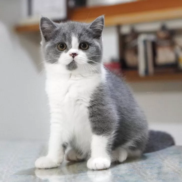 セルカークレックス【滋賀県・女の子・2025年8月5日・ブルー&amp;ホワイト】の写真1