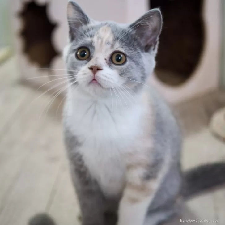 セルカークレックス【滋賀県・女の子・2025年7月7日・ブルートーティー&amp;ホワイト】の写真1