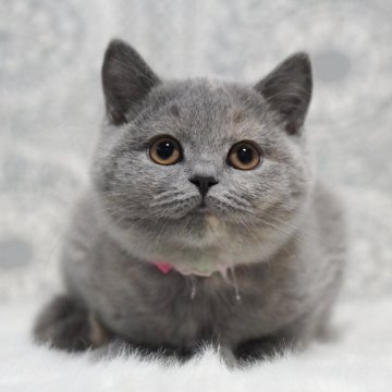 ブリティッシュショートヘア【滋賀県・女の子・2025年8月9日・ブルートーティー】の写真「とってもキュートな女の子♡」