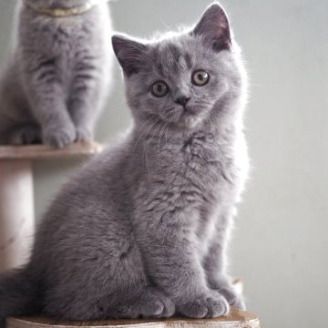 ブリティッシュショートヘア【滋賀県・男の子・2025年8月9日・ブルー】の写真「まん丸♡ブリティッシュブルーの男の子🩵」