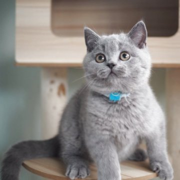 ブリティッシュショートヘア【滋賀県・男の子・2025年8月9日・ブルー】の写真「まん丸♡ブリティッシュブルーの男の子🩵」