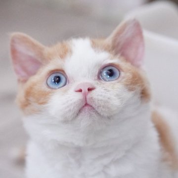 セルカークレックス【滋賀県・男の子・2025年3月3日・レッド&ホワイト】の写真「日本で初めて♡セルカークレックスのドミナントブルー」
