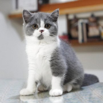 セルカークレックス【滋賀県・女の子・2025年8月5日・ブルー&ホワイト（直毛／ストレートヘア）】の写真「お目目パッチリ！可愛い女の子♡」