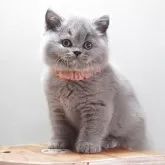 ブリティッシュショートヘア