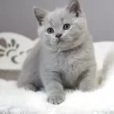 ブリティッシュショートヘア