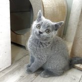 ブリティッシュショートヘア