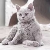 セルカークレックス