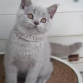 ブリティッシュショートヘア