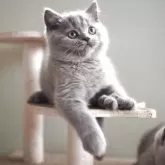 ブリティッシュショートヘア【滋賀県・男の子・2025年8月9日・ブルー】の写真4