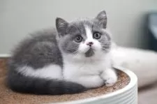 セルカークレックス【滋賀県・女の子・2025年8月5日・ブルー&ホワイト】の写真12