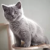 ブリティッシュショートヘア【滋賀県・男の子・2025年8月9日・ブルー】の写真8