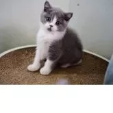 セルカークレックス【滋賀県・女の子・2025年8月5日・ブルー&ホワイト】の写真10