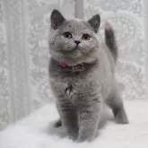 ブリティッシュショートヘア【滋賀県・女の子・2025年8月9日・ブルートーティー】の写真7