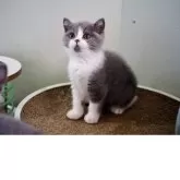 セルカークレックス【滋賀県・女の子・2025年8月5日・ブルー&ホワイト】の写真11