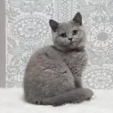 ブリティッシュショートヘア【滋賀県・女の子・2025年8月9日・ブルートーティー】の写真9