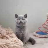 ブリティッシュショートヘア【滋賀県・男の子・2025年8月9日・ブルー】の写真10