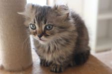 みんなの猫図鑑 キンカロー