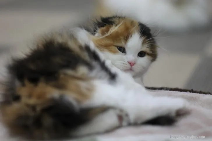 ID：1903-00541の子猫