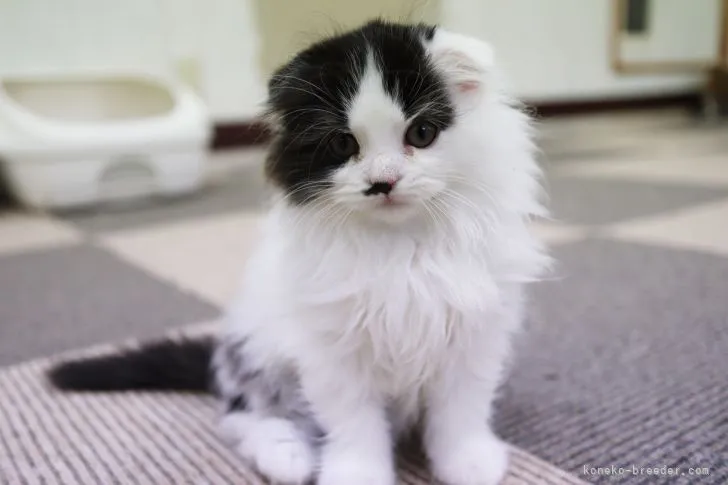 Y.I 様のお迎えした子猫
