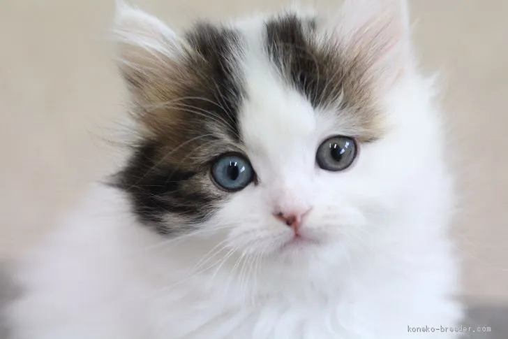 ID：2101-01077の子猫