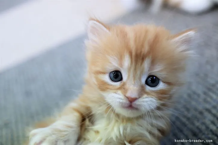 S.I 様のお迎えした子猫