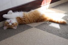 スコティッシュストレート【・男の子・2020年1月11日・レッドタビー&ホワイト】